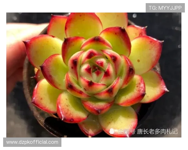 gg扑克客服在哪找啊？多种方法帮你轻松联系官方客服人员